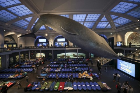 Children and caregivers sleep under a giant model of a blue whale at the American Museum of Natural History