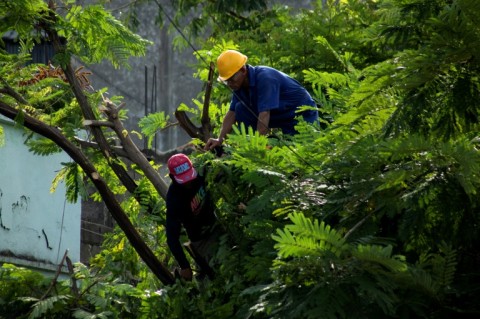Workers prune trees ahead of Hurricane Melissa's arrival in Santiago de Cuba on October 25, 2025