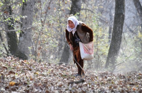 Locals have gathered walnuts here for generations