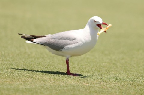 Better with salt and vinegar: a seagull enjoys a hot snatched chip