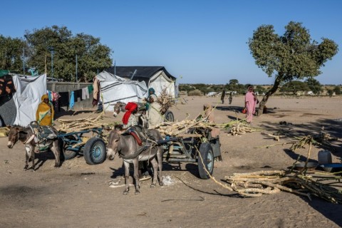 Sudanese refugees load hay bales onto carts at the Tine transit camp in Chad