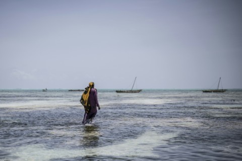 Sponges also help restore marine ecosystems