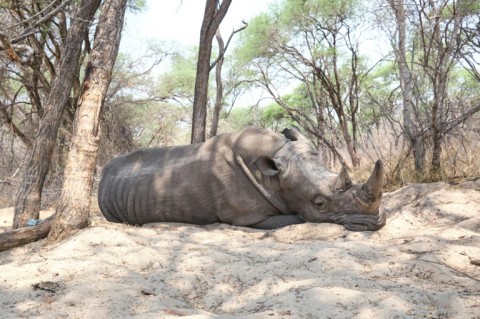A proposal to allow sales of rhino horn stockpiles will be debated at the CITES meeting