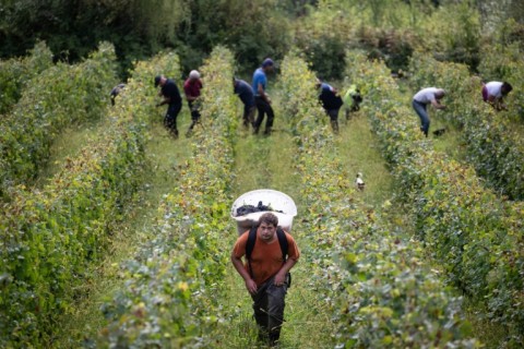 French winemakers have had to contend with the impact of Trump's tariff blitz