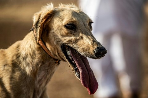 Sighthounds called salukis also had a relatively high amount of wolf DNA