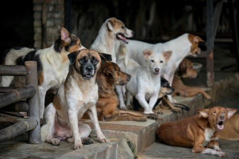Jakarta's dog meat ban divides