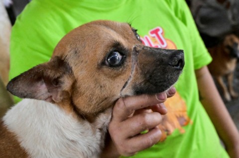 A stray dog at a dog shelter in Jakarta, with a scar from having its snout tightly bound with rope before it was rescued from slaughter at a restaurant selling dog meat dishes
