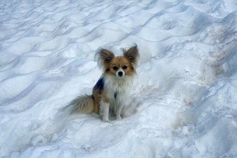 Researchers found that even tiny chihuahuas carry wolf DNA