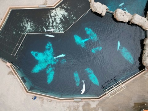 Aerial view showing various belugas still held in captivity Canada's Marineland