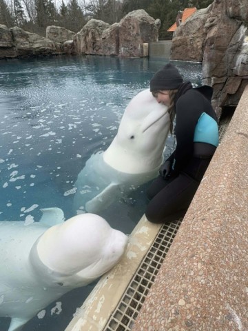 This handout image from Kristy Burgess from March 2025 showing her interacting with a beluga at Marineland