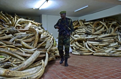 Poaching rates have fallen since 2018-2019, but illegal killing for ivory remains a threat, the IUCN said