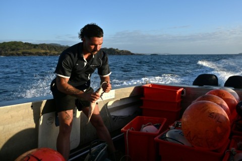 Workers set the shark bait every day