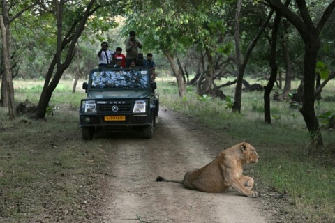 Local communities fiercely protect the lions for cultural, religious and economic reasons, because they attract tourists