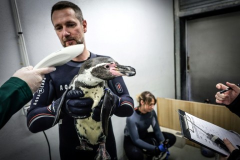 The only birds to get vaccinated at to the zoo are those that live outdoors, or in enclosures with mesh that could allow them to come in contact with wild birds