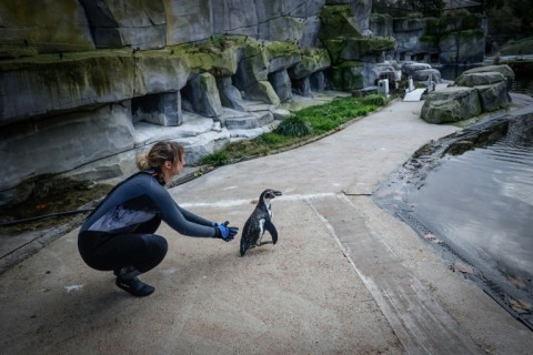 Off you go: A penguin is released back to its enclosure after getting jabbed