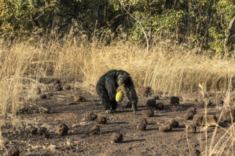 Mike, described by researchers as charismatic and popular with the female chimps, carried a baobab fruit to eat later