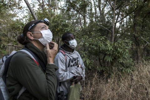 Primatologist Jill Pruetz (L) and researcher Nazaire Bonnag (R) wear masks in the presence of chimpanzees to prevent transfer of human disease