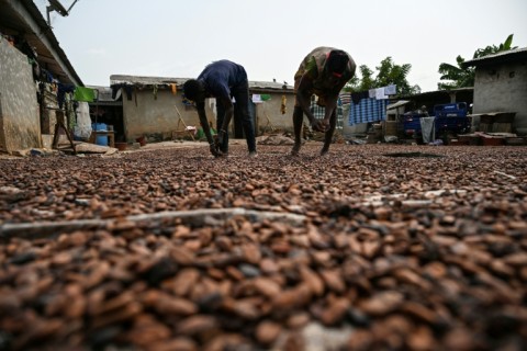 Farm workers move cocoa beans during the drying process in Sokoura, a producers' camp