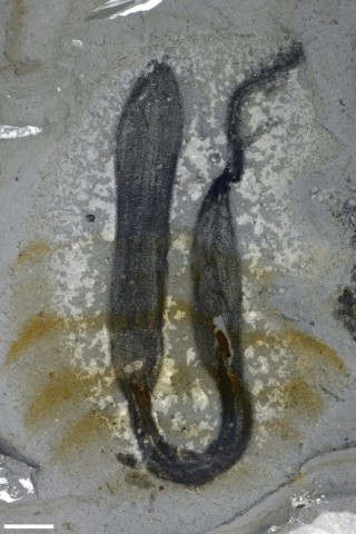 Among the species discovered were ancient relatives of worms, jellyfish and sponges (pictured here)