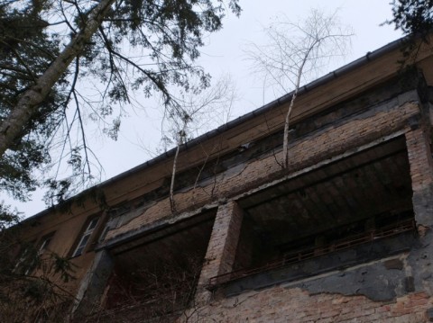 Birch tree saplings sprout out of a balcony of an abandoned Russian building