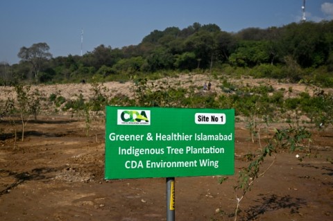 Trees can help pollution by filtering dirty air, absorbing harmful gases, and cooling cities