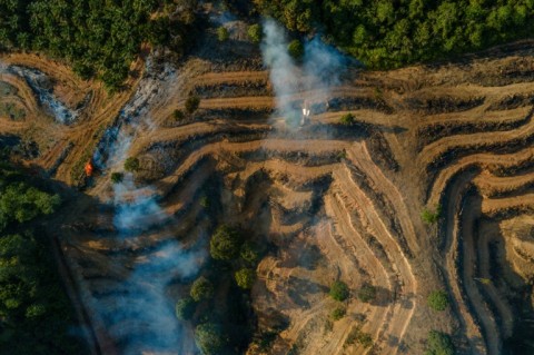 Sumatra has lost large tracts of forest to mines and plantations in recent decades
