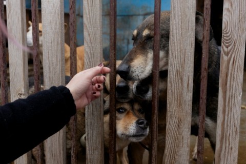 Russian drone hits Ukrainian animal shelter