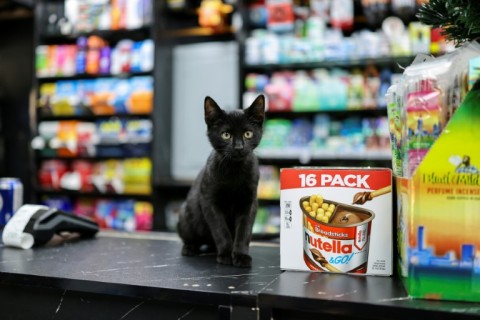 New York's stray cat population is estimated at around half a million