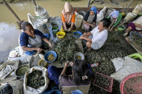 Women shucking clam meat to be sold in a fishing village in Cirebon, West Java, where local entrepreneurs have complained about the decline in marine yields since the Cirebon-1 coal power plant began operations