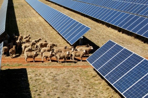 Australian farmers say the shade offered by solar panels helps offer sheep shade and supply more constant feeds of grass, which in turn improves the quality of wool