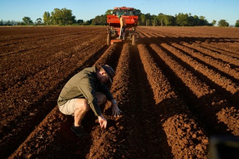 There have been efforts to rebuild Zimbabwe's once-flourishing agriculture sector cut down by the land reform