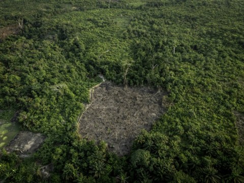 The DRC lost 36 percent of its tree cover between 2004 and 2022, according to the observatory Global Forest Watch