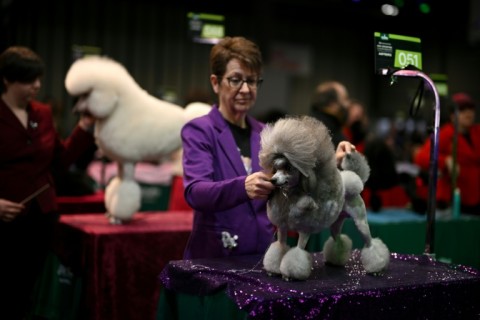 The world-famous dog show is broadening its offerings