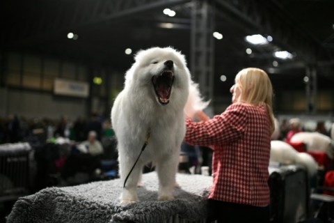 A Samoyed dog yawns as it is groomed on the first day of the Crufts dog show