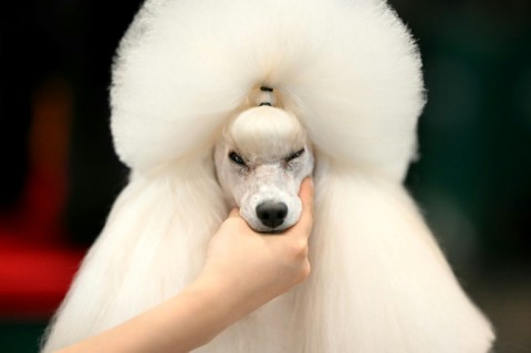 A poodle being groomed at Crufts