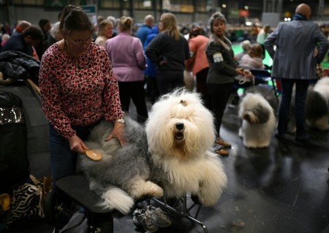 An Old English Sheepdog being groomed ahead of judging