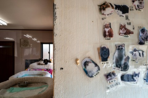 After residents were ordered to evacuate Akama began taking abandoned pets into his home: first 40 dogs, then 50