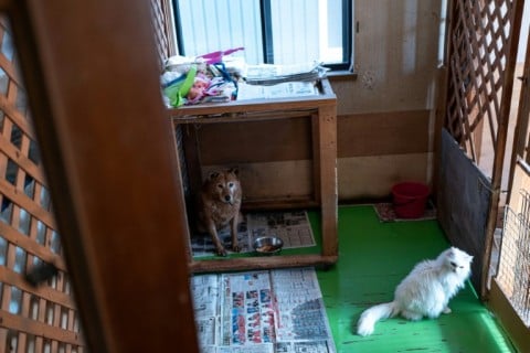 Akama's days are structured around cleaning the cages where new arrivals spend their first days, feeding, walking the dogs, and taking in new residents, leaving him little respite