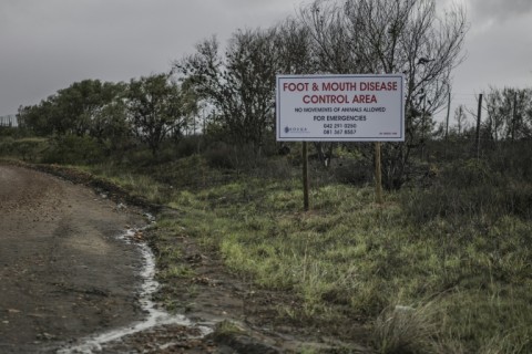 Nearly 1,000 outbreaks have been reported in South Africa, affecting all of its nine provinces