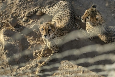 'The species is headed for virtual extinction,' the Global Initiative Against Transnational Crime has warned