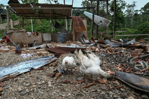 Geese walk amidst the rubble after a bomb was dropped by the Ecuadoran army near the Colombian border