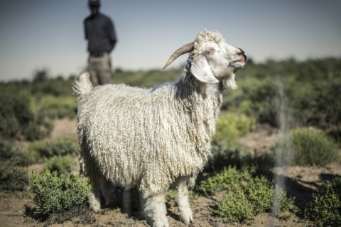 Angora goats thrive on the Karoo region's succulent plants