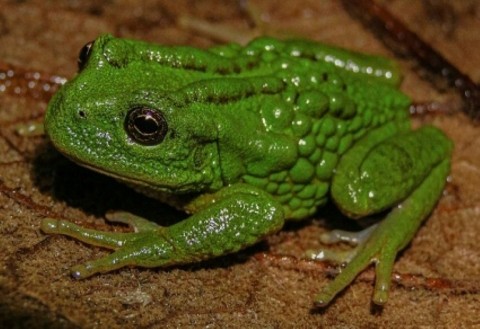 Neue Froschart mit Eiern auf dem Rücken in Peru entdeckt
