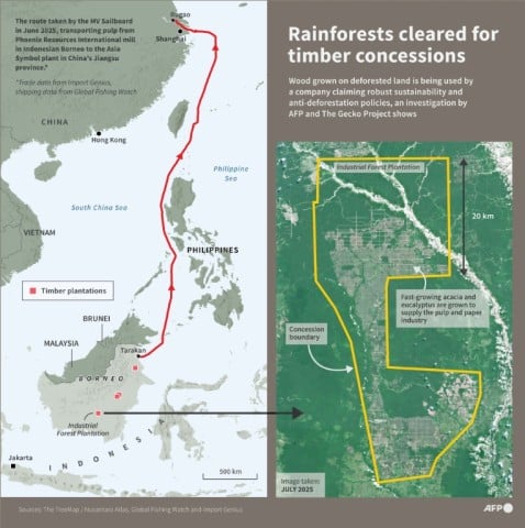 Rainforests cleared for paper and pulp