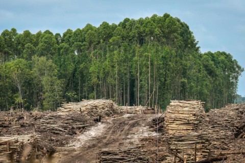Industrial logging: cut trees piled up on a plantation in Indonesia's Central Kalimantan Province