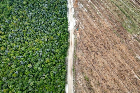 Ravaged: an aeriel view of cleared and natural forest side by side on one of the Borneo plantations