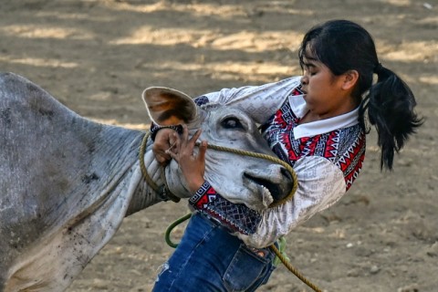 A participant catches a cow during the Rodeo Festival