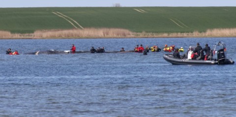 Two entrepreneurs are financing the latest bid to rescue a whale stranded off the German coast