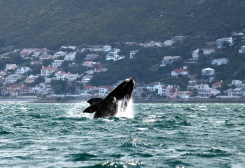 Middle East conflicts a danger for whales off SA: study