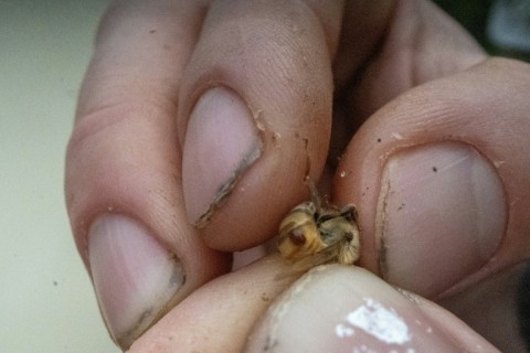 'Varroa destructor' mites, with one seen here as a small brown lump on the rear of a honeybee, are 'the most serious pest of honey bees inflicting more damage and higher economic costs than all other apicultural diseases' according to USDA